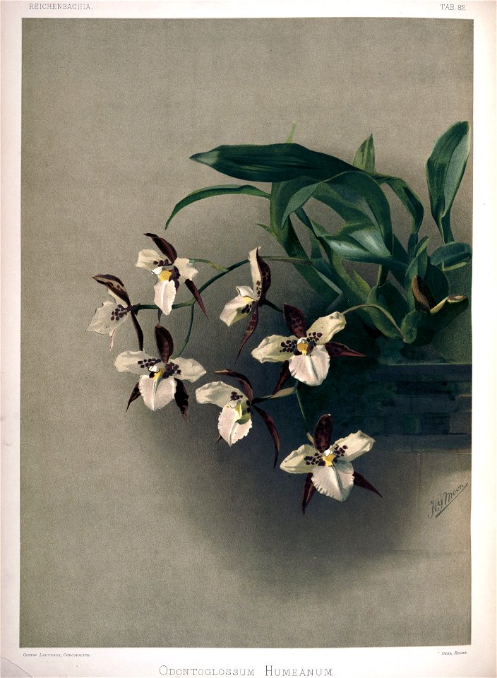 Frederick Sander - Reichenbachia II plate 82 (1890) - Odontoglossum humeanum