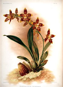 Frederick Sander - Reichenbachia II plate 86 (1890) - Odontoglossum triumphans