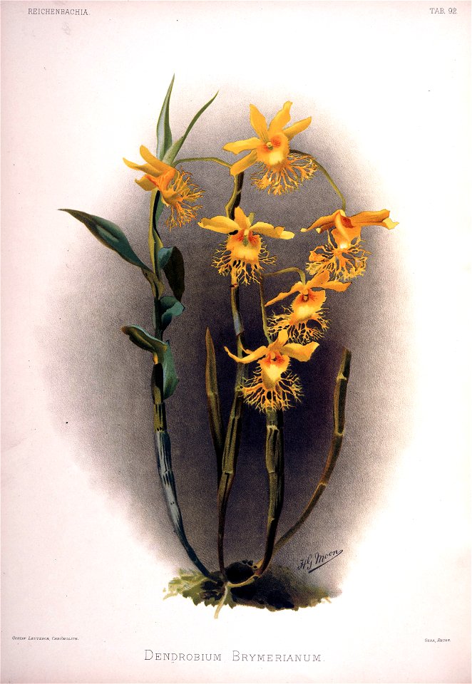 Frederick Sander - Reichenbachia II plate 92 (1890) - Dendrobium brymerianum