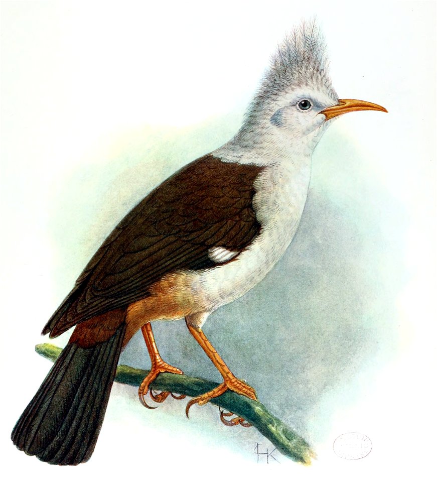 Fregilupus varius - John Gerrard Keulemans improved