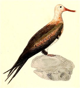 Fregata aquila young 1832