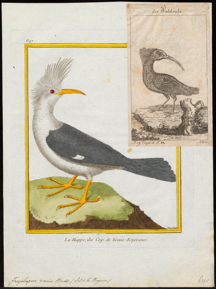 Fregilupus varia - 1700-1880 - Print - Iconographia Zoologica - Special Collections University of Amsterdam - UBA01 IZ15800173