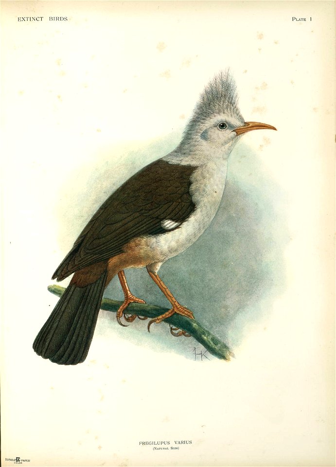 Fregilupus varius - John Gerrard Keulemans