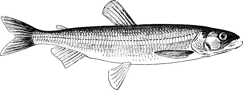 Fresh Water Fishes of New England-012