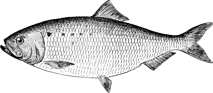 Fresh Water Fishes of New England-031