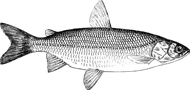 Fresh Water Fishes of New England-014