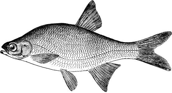 Fresh Water Fishes of New England-029