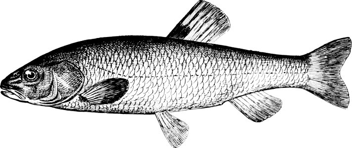 Fresh Water Fishes of New England-024