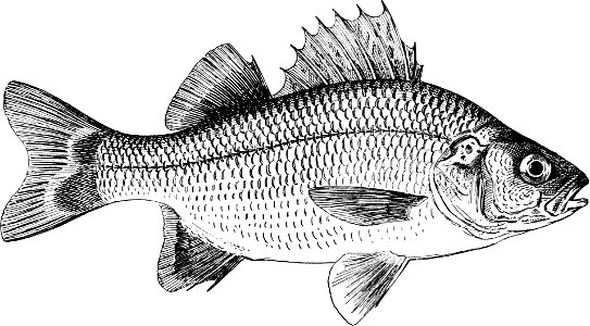Fresh Water Fishes of New England-034