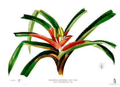 Freycinetia cumingiana Blanco2.437