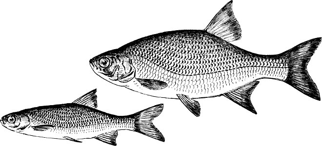 Fresh Water Fishes of New England-028