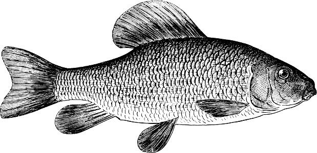 Fresh Water Fishes of New England-022