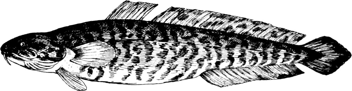 Fresh Water Fishes of New England-042-1