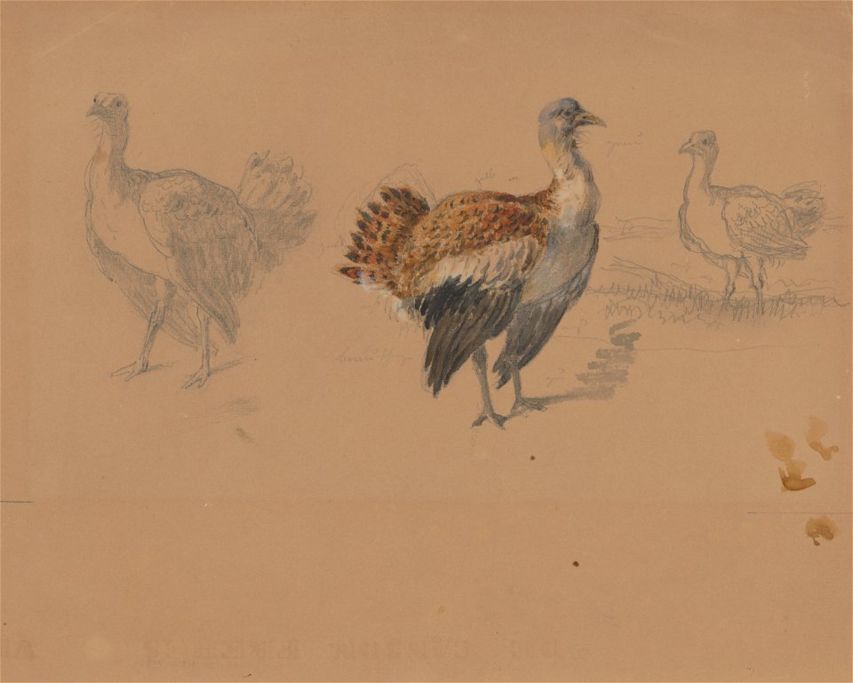 Friedrich Carl von Scheidlin - Study of Turkeys - K 389 - Slovak National Gallery