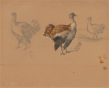 Friedrich Carl von Scheidlin - Study of Turkeys - K 389 - Slovak National Gallery