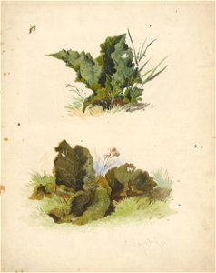 Friedrich Carl von Scheidlin - Study of Broadleaved Plants - K 283 - Slovak National Gallery