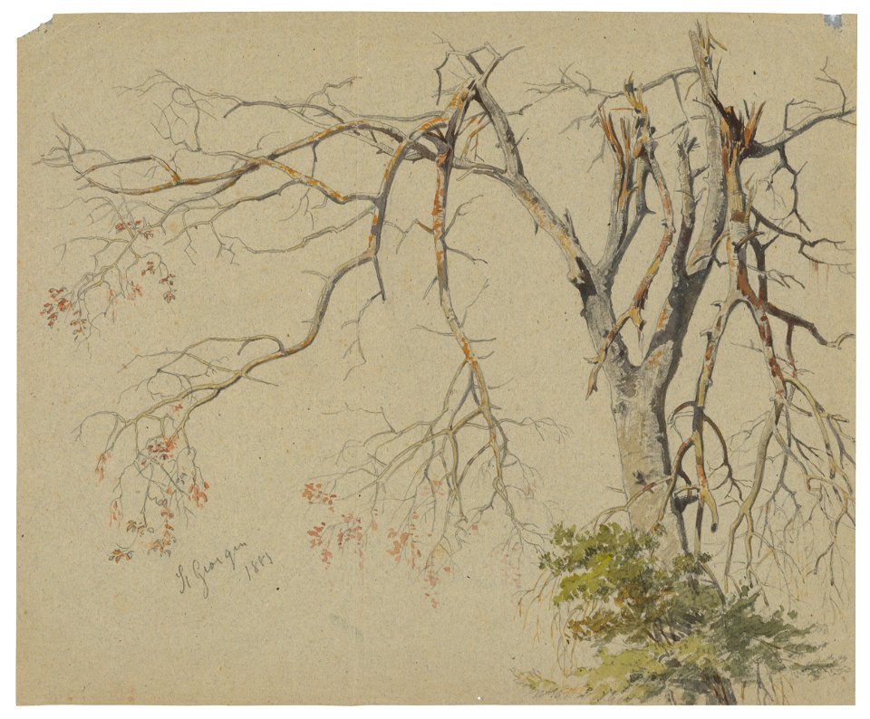 Friedrich Carl von Scheidlin - Strom s nalomenými haluzami. Motív zo Sv.Jura - K 366 - Slovak National Gallery