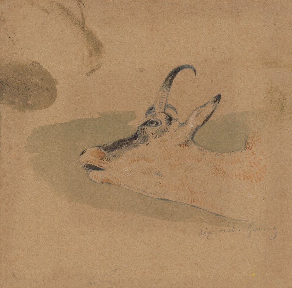 Friedrich Carl von Scheidlin - Head Study of Mountain Goat - K 237 - Slovak National Gallery