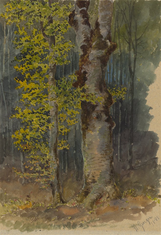 Friedrich Carl von Scheidlin - Study of a Trunk Branching Out - K 250 - Slovak National Gallery