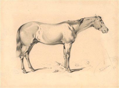 Friedrich Carl von Scheidlin - Study of a Horse I. - K 240 - Slovak National Gallery