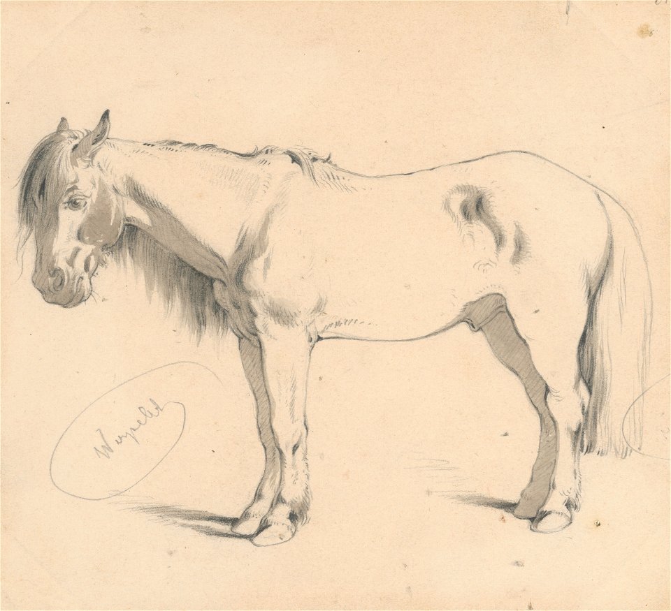 Friedrich Carl von Scheidlin - Study of a Horse with Long Mane II. - K 397 - Slovak National Gallery