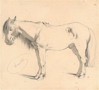 Friedrich Carl von Scheidlin - Study of a Horse with Long Mane II. - K 397 - Slovak National Gallery