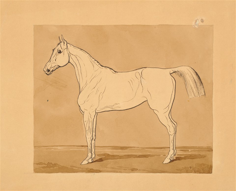 Friedrich Carl von Scheidlin - Study of a Horse II. - K 241 - Slovak National Gallery