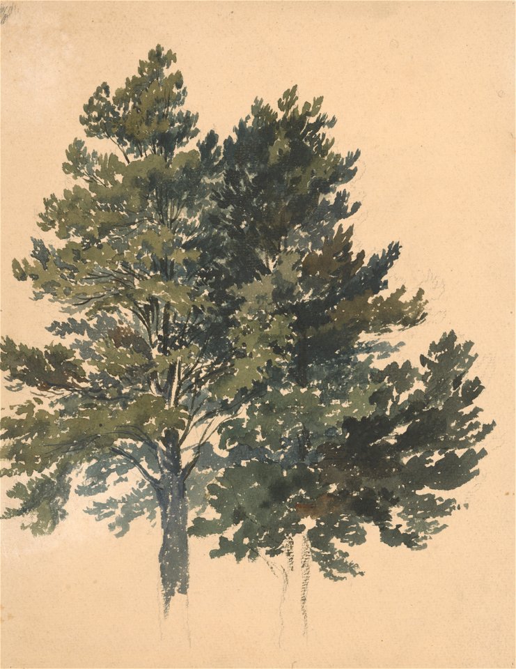 Friedrich Carl von Scheidlin - Study of a Treetop - K 367 - Slovak National Gallery