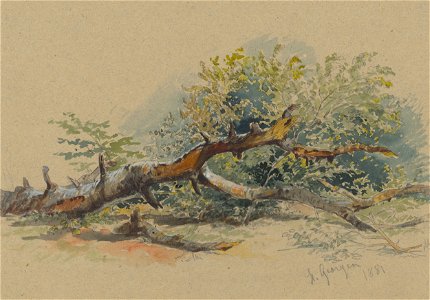 Friedrich Carl von Scheidlin - Study of a Cut Down Tree - K 251 - Slovak National Gallery
