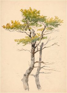 Friedrich Carl von Scheidlin - Study of Deciduous Tree - K 376 - Slovak National Gallery