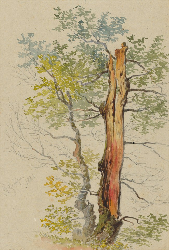 Friedrich Carl von Scheidlin - Study of Old and Young Tree - K 249 - Slovak National Gallery