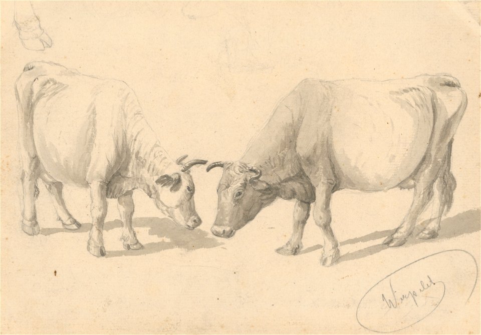 Friedrich Carl von Scheidlin - Study of Cows - K 242 - Slovak National Gallery