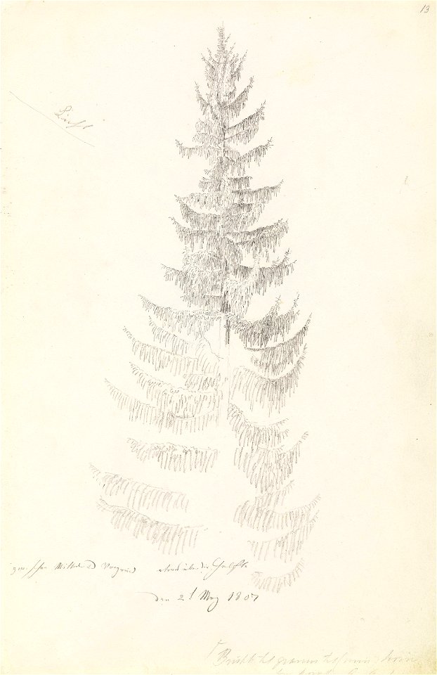 Fichtenstudie
