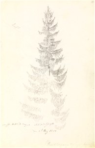 Fichtenstudie