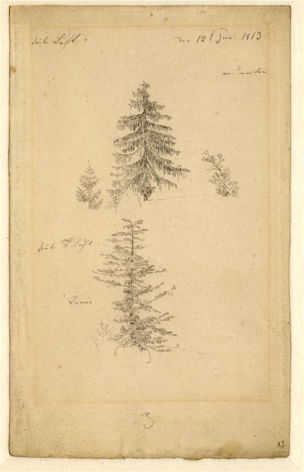 Caspar David Friedrich - Zwei Tannenstudien