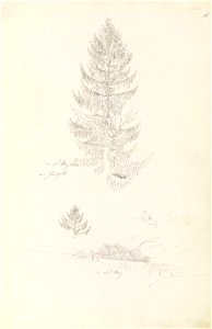 Friedrich - Grantre; landskap