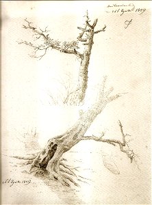 Baumstudie Eiche