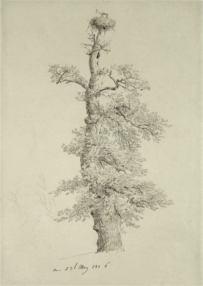 Eichbaum mit Storchennest