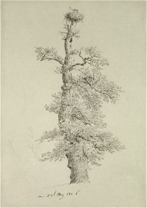 Eichbaum mit Storchennest