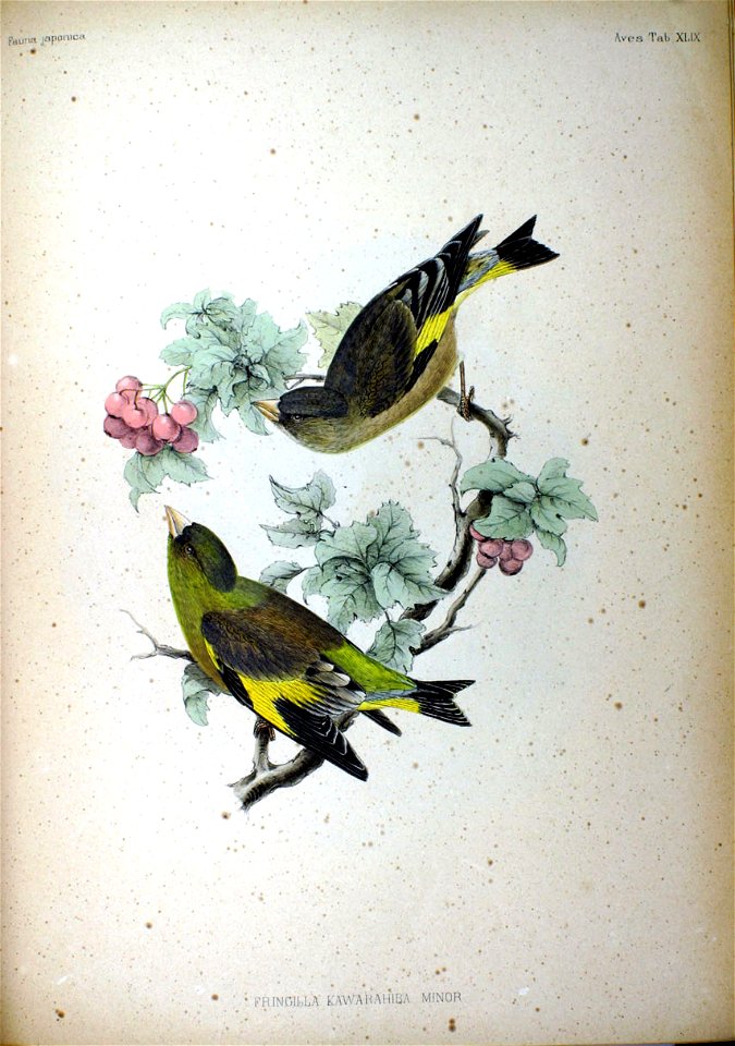 Fringilla kawarahiba minor Fauna Japonica