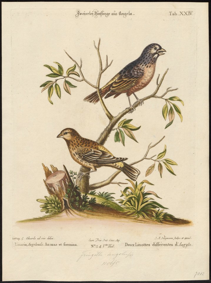 Fringilla angolensis - 1700-1880 - Print - Iconographia Zoologica - Special Collections University of Amsterdam - UBA01 IZ16000063