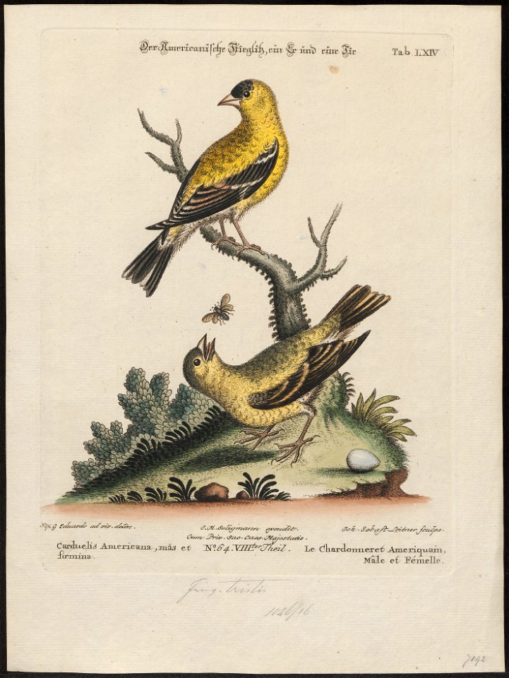 Fringilla tristis - 1700-1880 - Print - Iconographia Zoologica - Special Collections University of Amsterdam - UBA01 IZ16000029