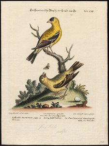 Fringilla tristis - 1700-1880 - Print - Iconographia Zoologica - Special Collections University of Amsterdam - UBA01 IZ16000029