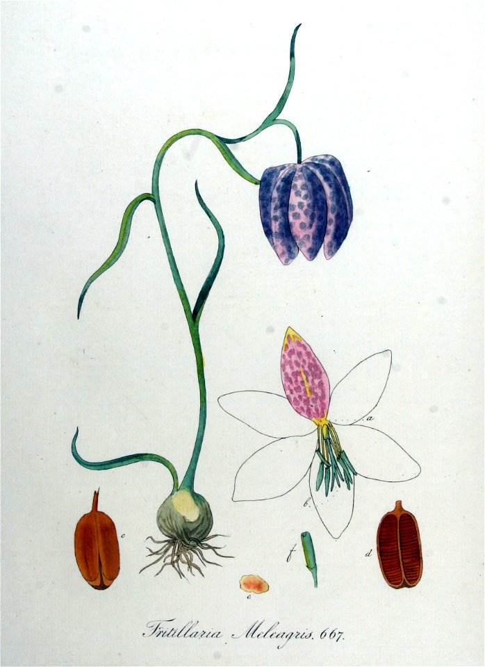 Fritillaria meleagris — Flora Batava — Volume v9