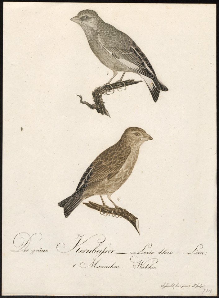Fringilla chloris - 1800-1812 - Print - Iconographia Zoologica - Special Collections University of Amsterdam - UBA01 IZ16000075