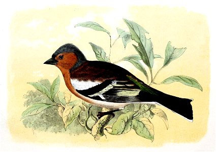 Fringilla coelebs 1869