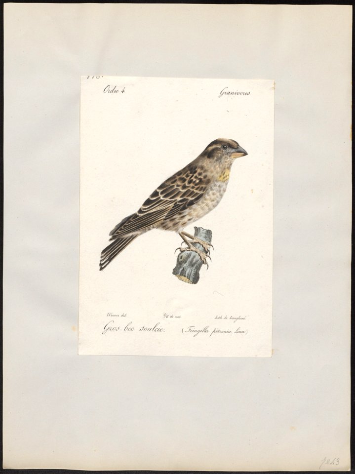 Fringilla petronia - 1842-1848 - Print - Iconographia Zoologica - Special Collections University of Amsterdam - UBA01 IZ16000081