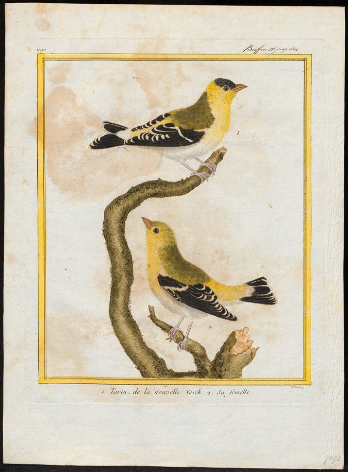 Fringilla tristis - 1700-1880 - Print - Iconographia Zoologica - Special Collections University of Amsterdam - UBA01 IZ16000033