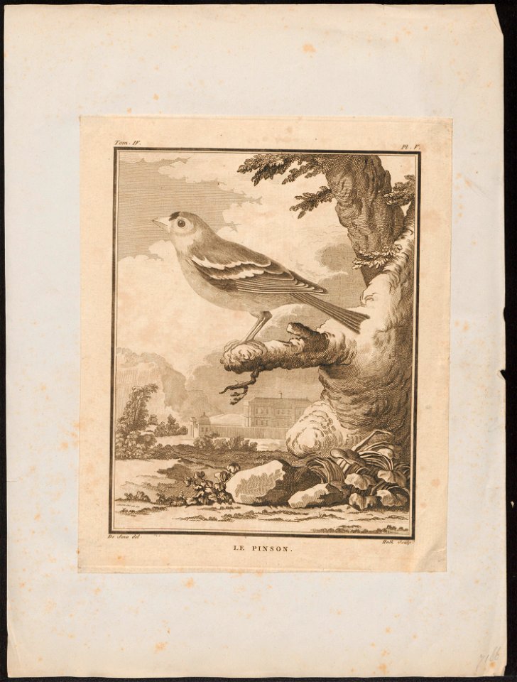 Fringilla coelebs - 1700-1880 - Print - Iconographia Zoologica - Special Collections University of Amsterdam - UBA01 IZ16000003