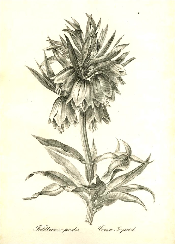 Fritillaria imperialis (BM 1899,0713.208.16)